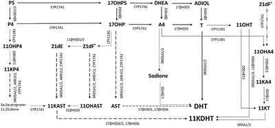 The use of liquid chromatography-tandem mass spectrometry in newborn screening for congenital adrenal hyperplasia: improvements and future perspectives